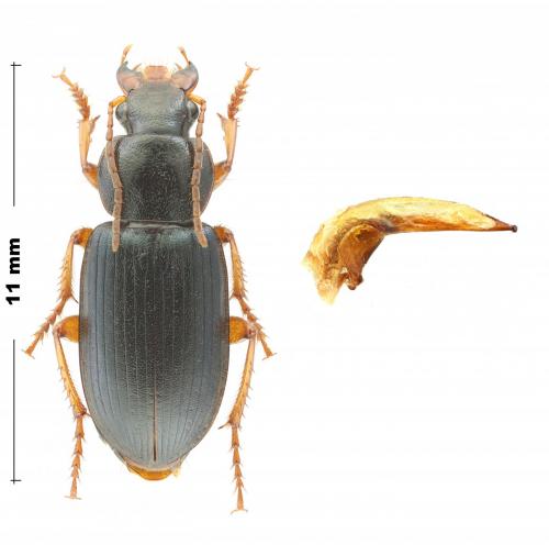 Ophonus sp.